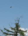 6453_Bird