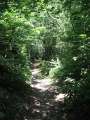 6458_Forest_track