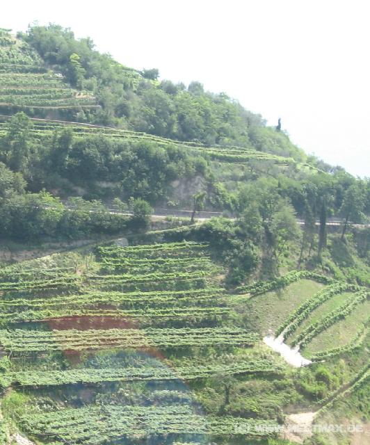 6578_Vineyards