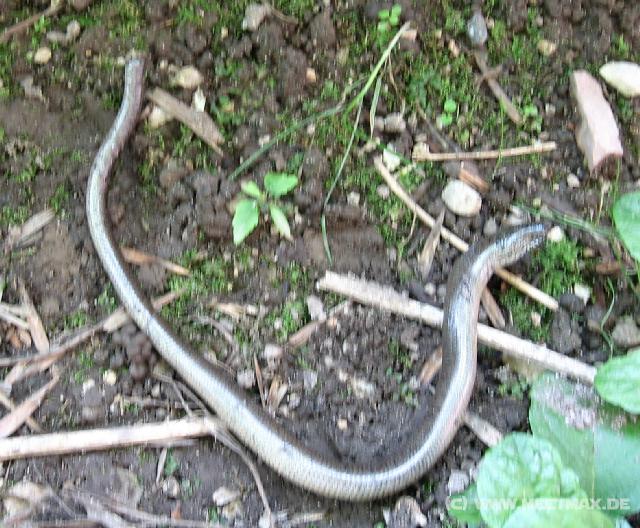 6588_Snake