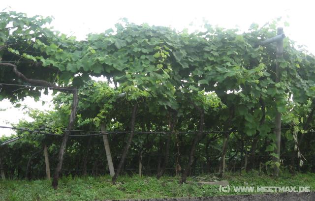6724_Vine