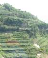 6578_Vineyards