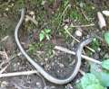 6588_Snake