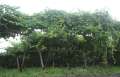 6724_Vine
