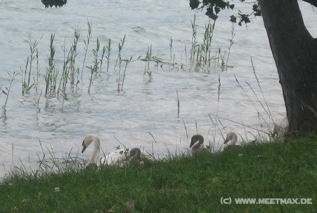 6792_Swans