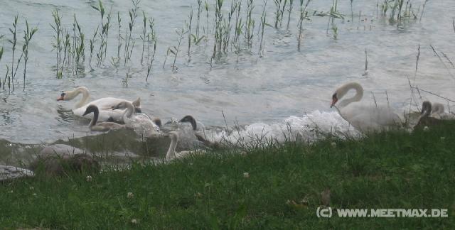 6793_Swans