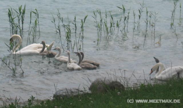 6794_Swans
