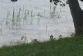 6792_Swans