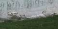 6793_Swans