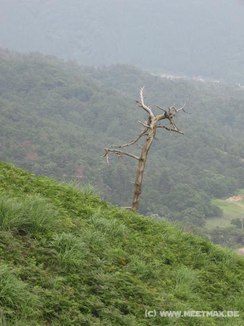 7792_Tree