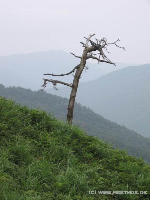 7794_Tree