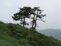 7793_Tree