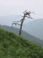 7794_Tree