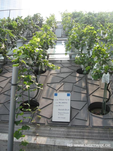 8665_Wine_Museum_Osaka