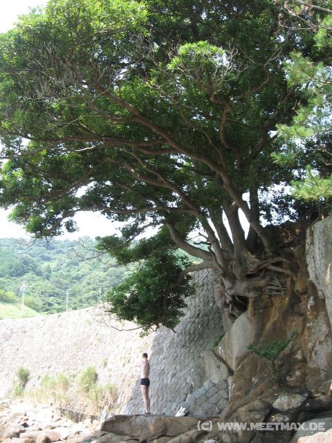 9048_Coast_tree