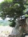 9048_Coast_tree