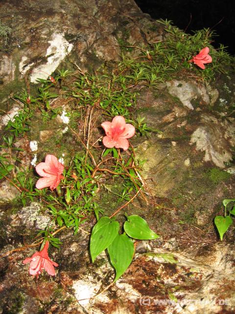 9175_Flowers