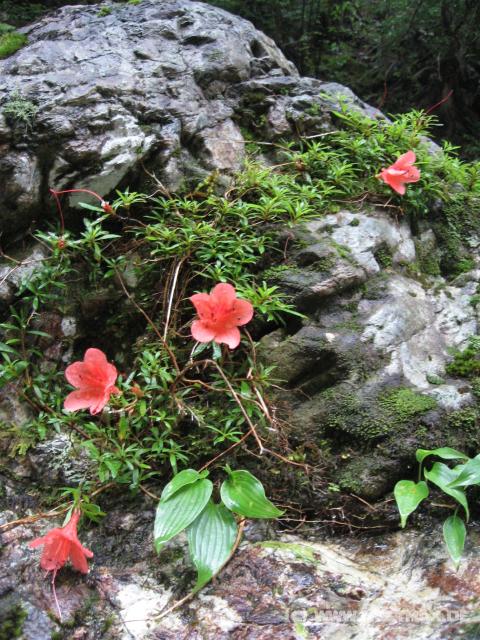 9176_Flowers