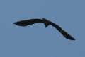 9118_Big_bird