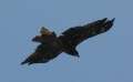 9119_Big_bird