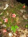9175_Flowers