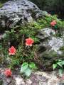 9176_Flowers