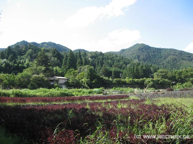 9524_View