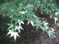 9714_Funny_plants