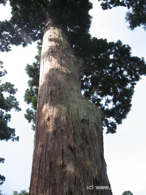 9849_Baum