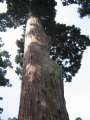 9849_Baum