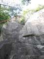 0078_Minhao_on_the_tree