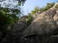 081_Minhao_on_the_tree