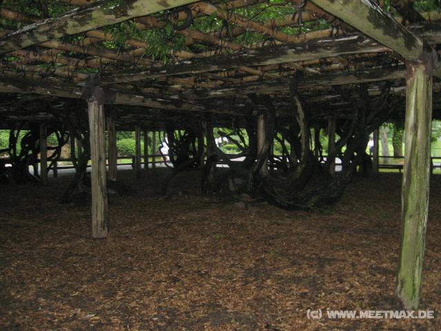 0685_Tree_roof