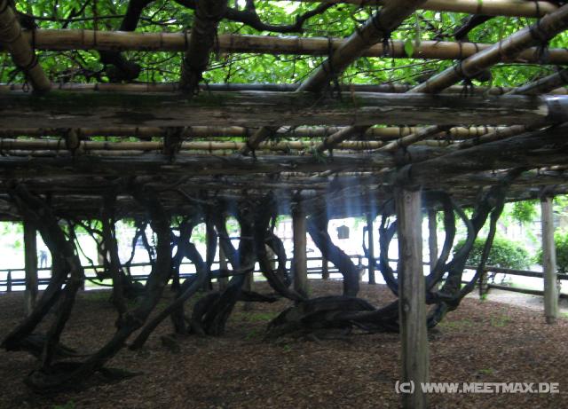 0686_Tree_roof