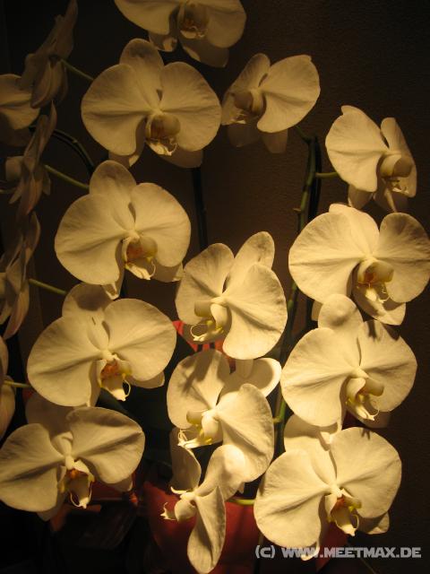 0719_Flowers