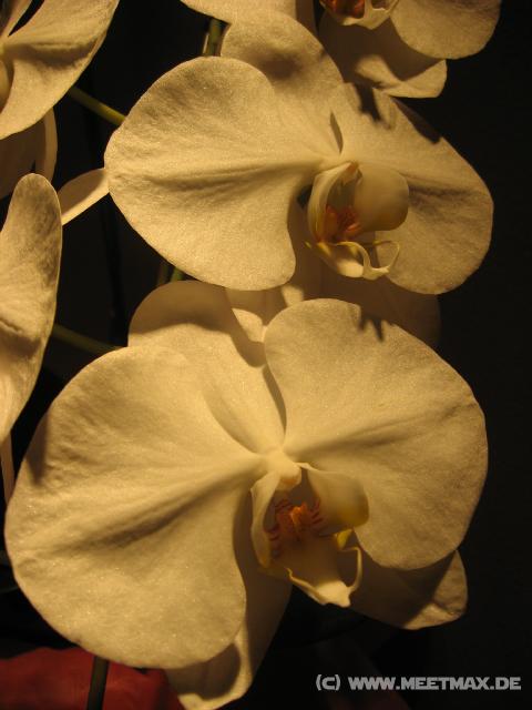 0720_Flowers
