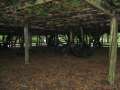 0685_Tree_roof