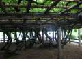 0686_Tree_roof