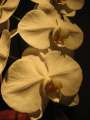 0720_Flowers
