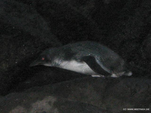 0858_Penguin