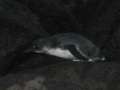 0858_Penguin