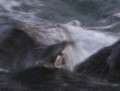 0864_Penguin