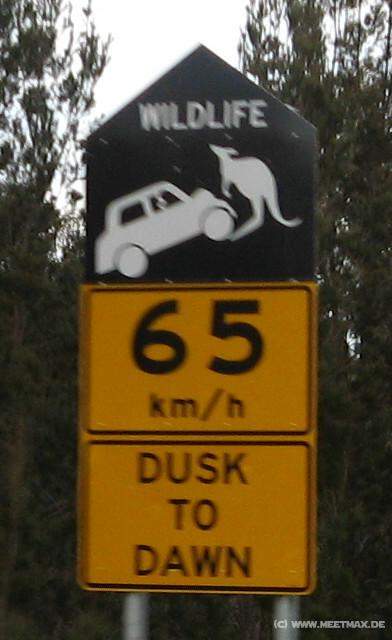 1026_Kangaroos_attacking_cars