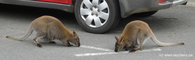 1033_Kangaroos