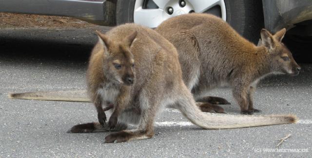 1034_Kangaroos