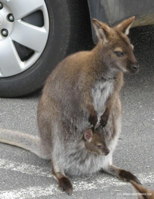 1036_Kangaroos
