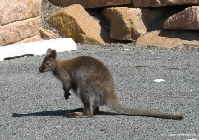 1066_Kangaroo