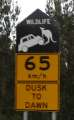 1026_Kangaroos_attacking_cars