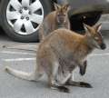 1035_Kangaroos