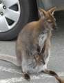 1036_Kangaroos